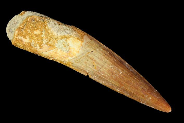 Real Spinosaurus Tooth - Partial Root #118388